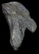 Rooted Triceratops Tooth - Montana #66900-1